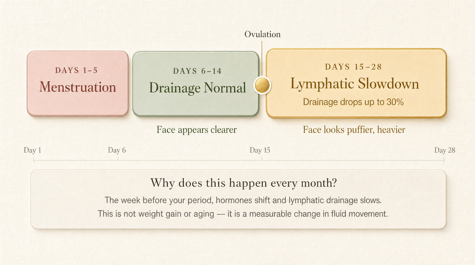 28-day cycle chart showing lymphatic slowdown in days 15-28